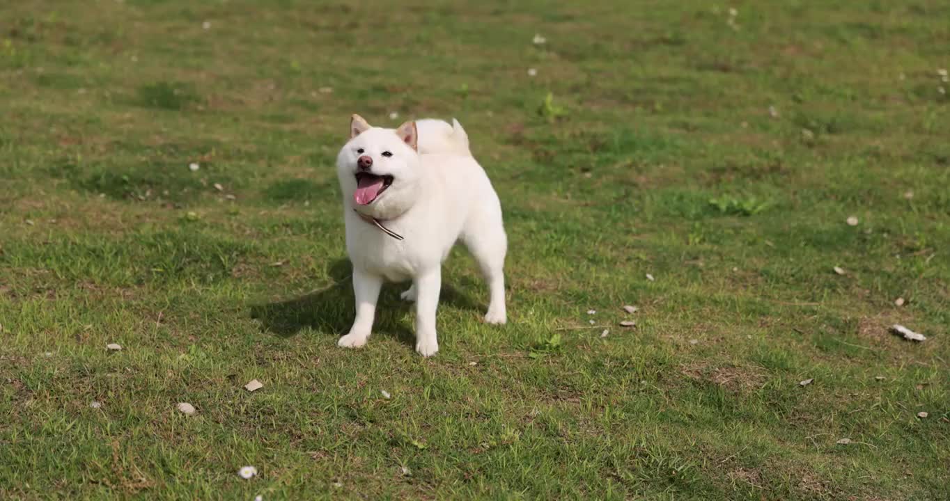 草地上的白色柴犬视频素材