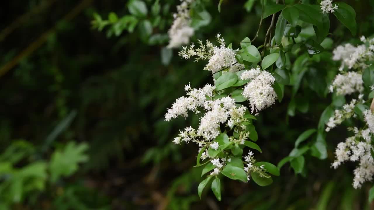 公园里的桂花树视频素材