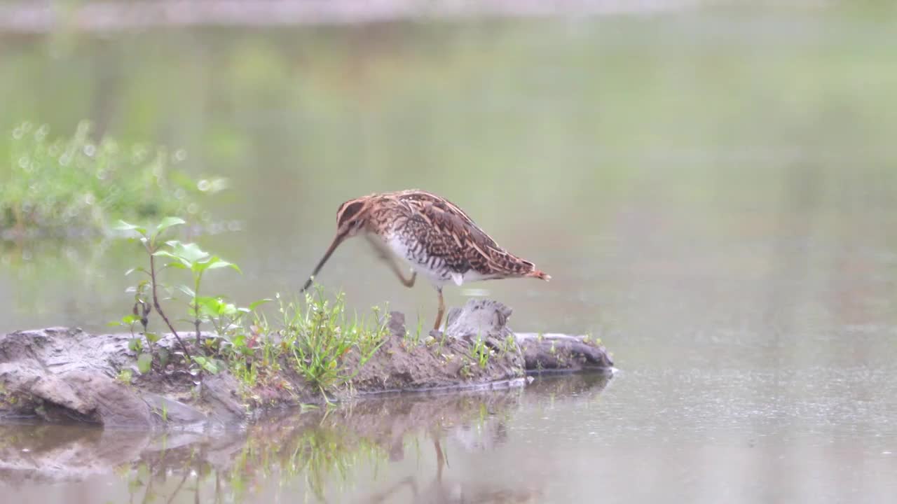 扇尾沙锥鸟在湖泊沼泽浅滩里活动觅食，并于岸边清理羽毛视频素材