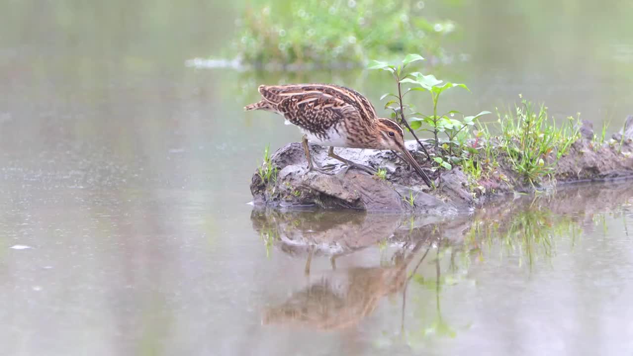 扇尾沙锥鸟在湖泊沼泽浅滩里活动觅食，并于岸边清理羽毛视频素材