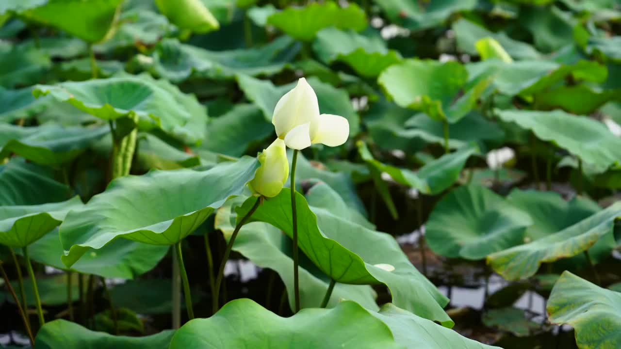 正在开放的荷花视频素材