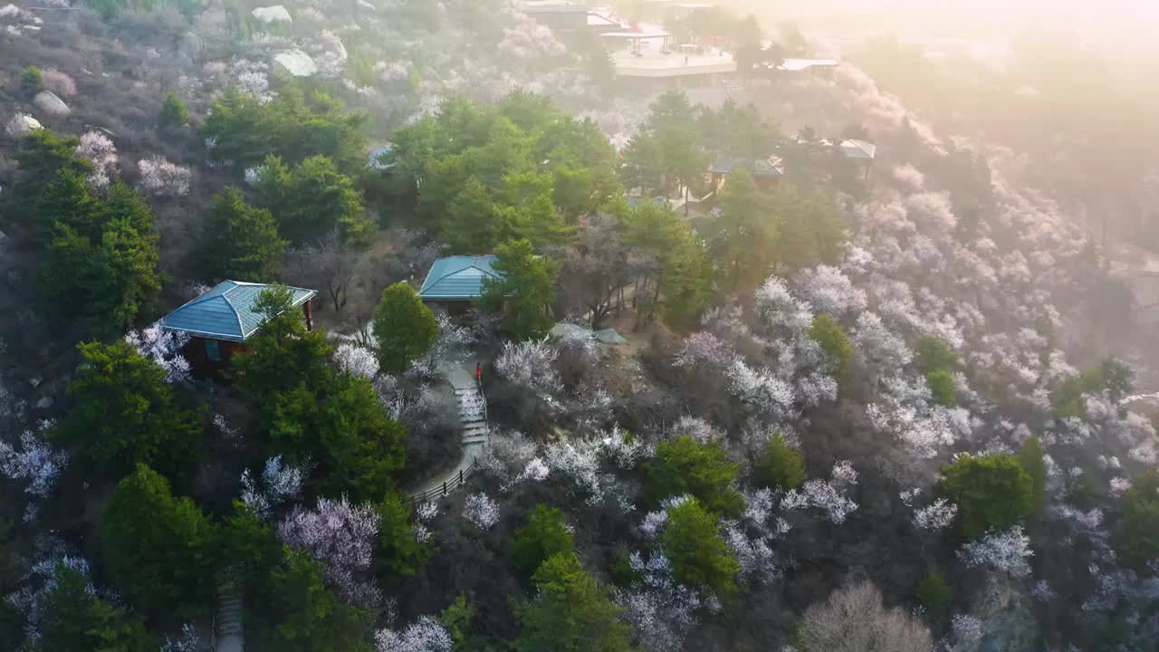 春天满山的桃花视频素材