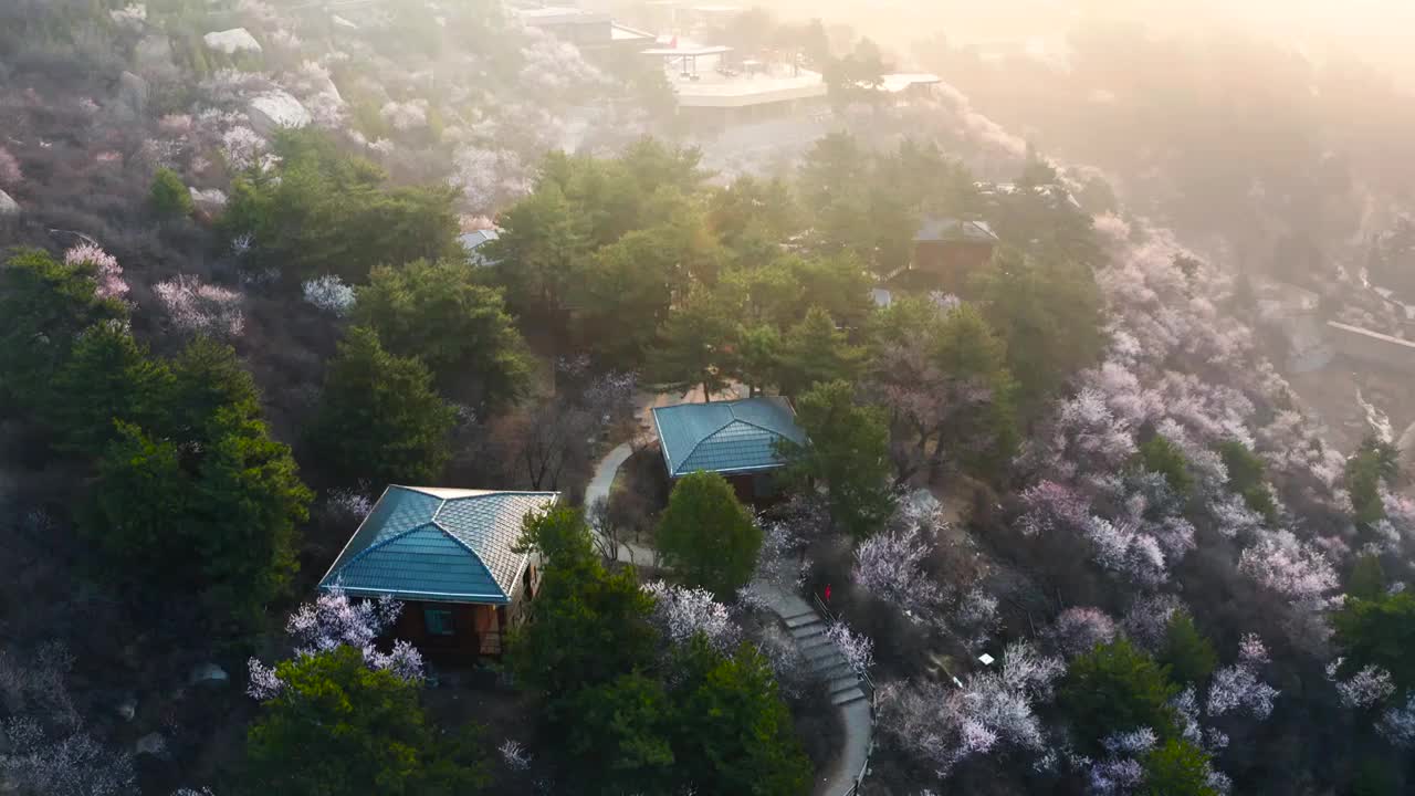 春天满山的桃花视频素材