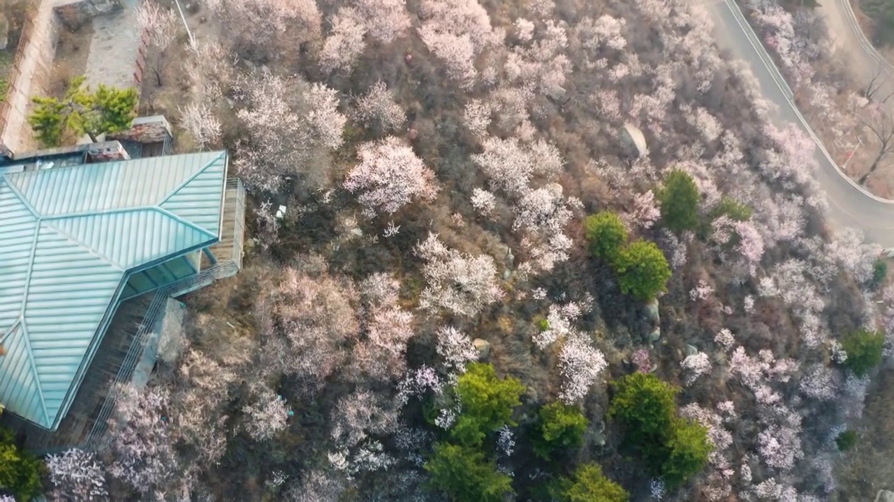 春天满山的桃花视频素材