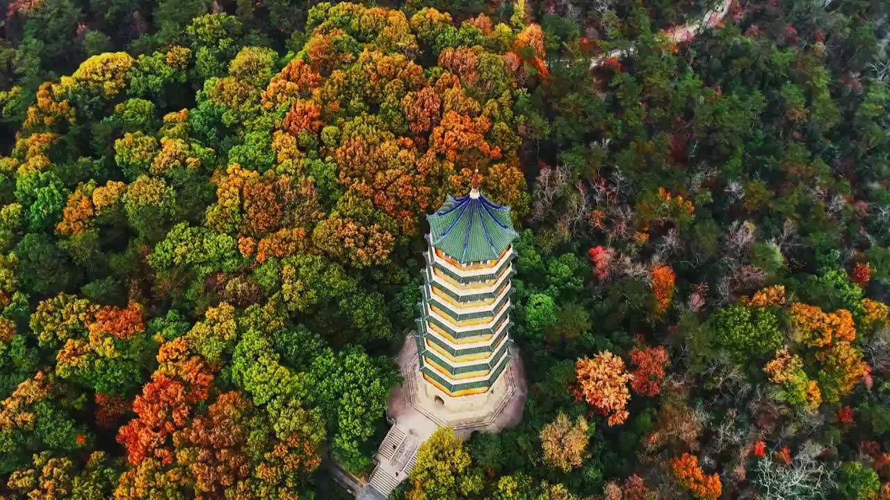 航拍南京紫金山秋天灵谷寺视频素材