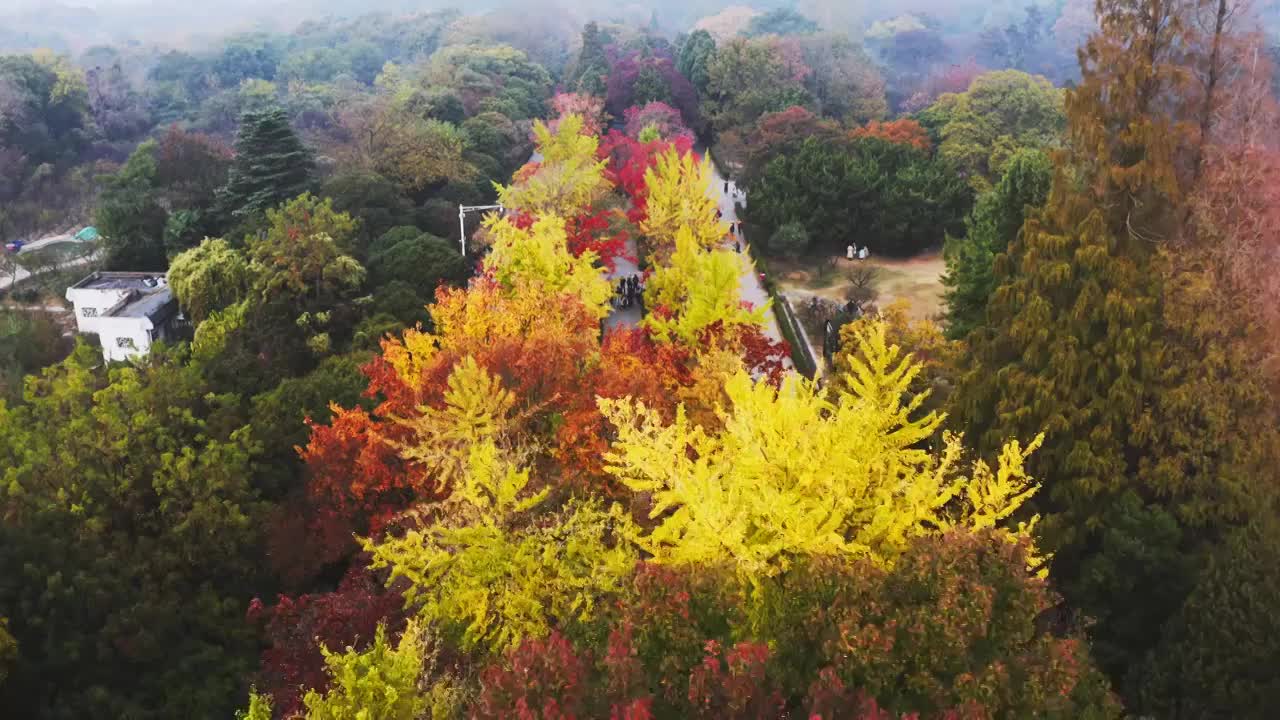 航拍南京紫金山秋天明孝陵神道视频素材