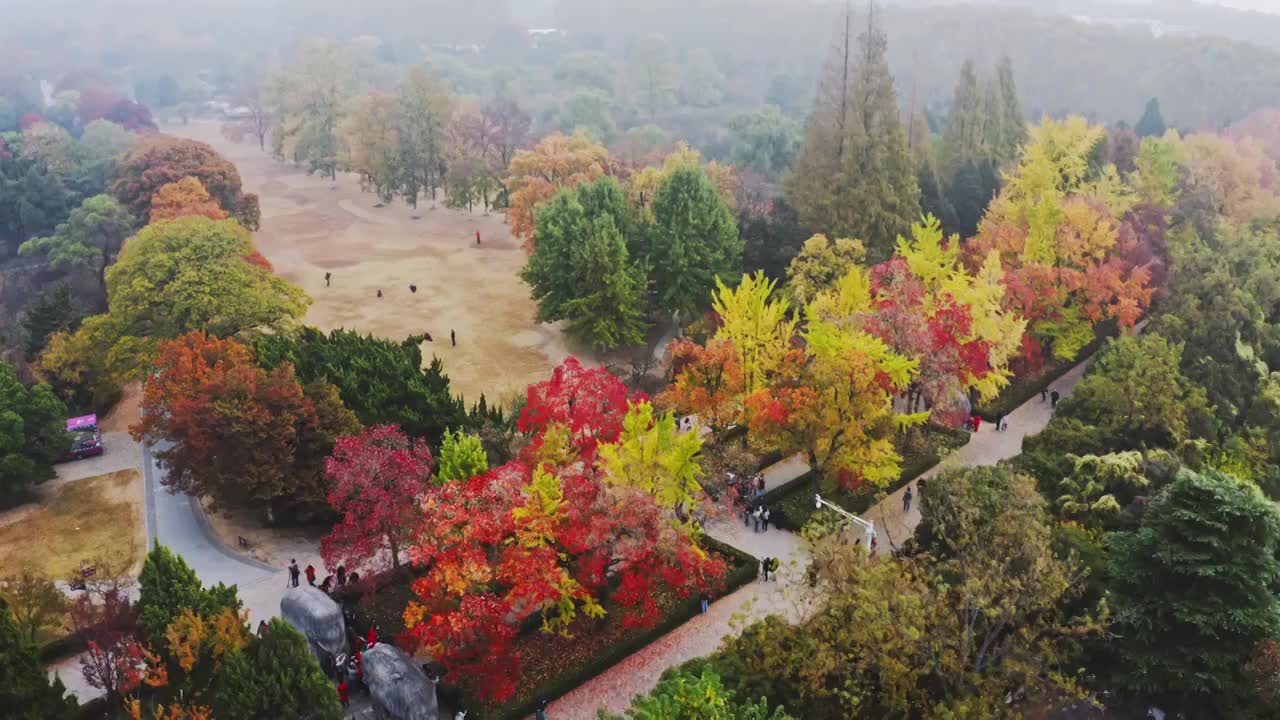 航拍南京紫金山秋天明孝陵神道视频素材