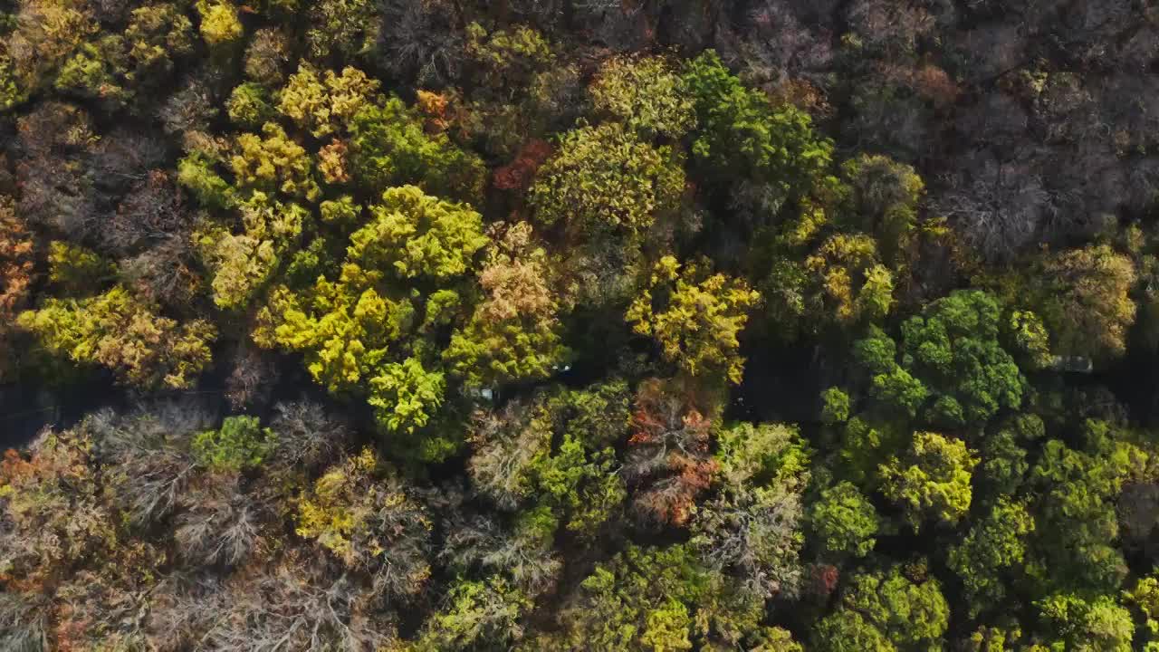 航拍南京紫金山秋天公路视频素材