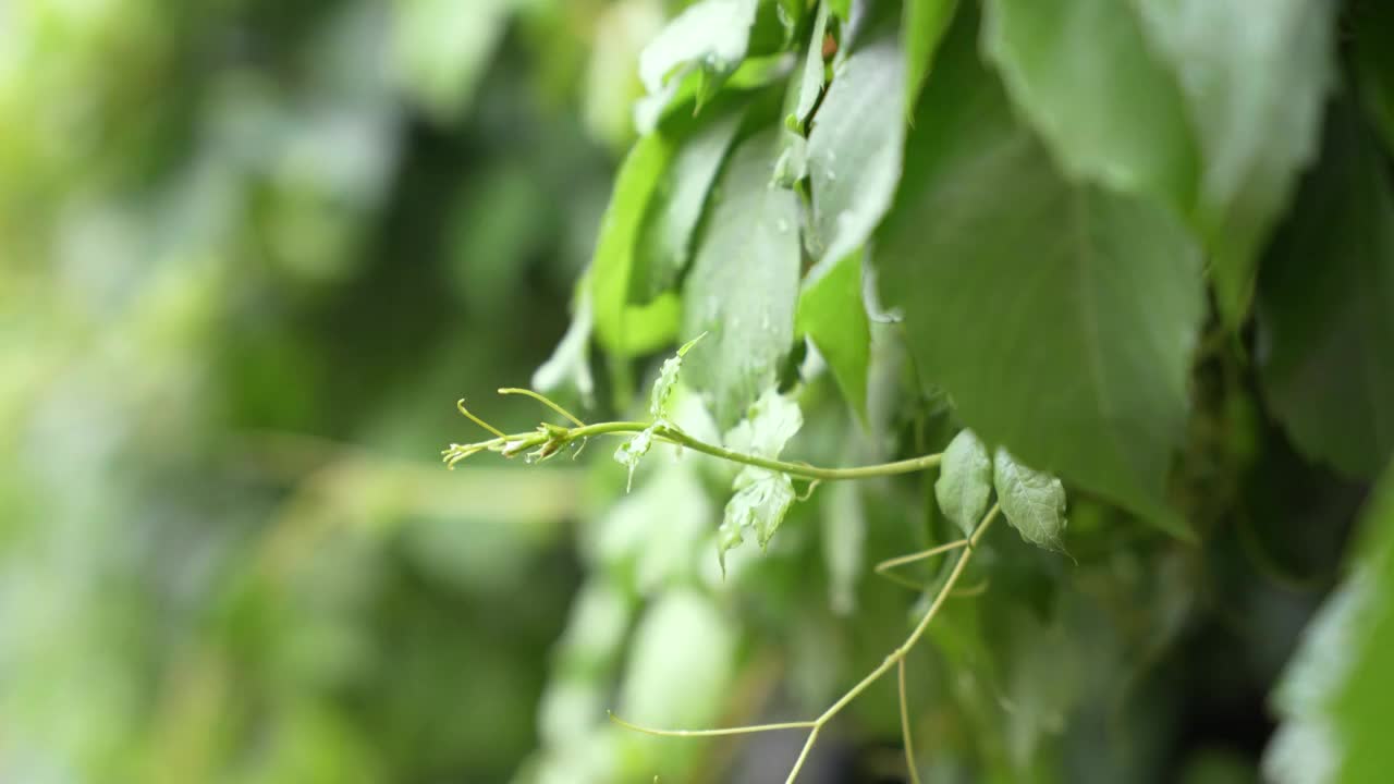 雨中爬山虎视频素材