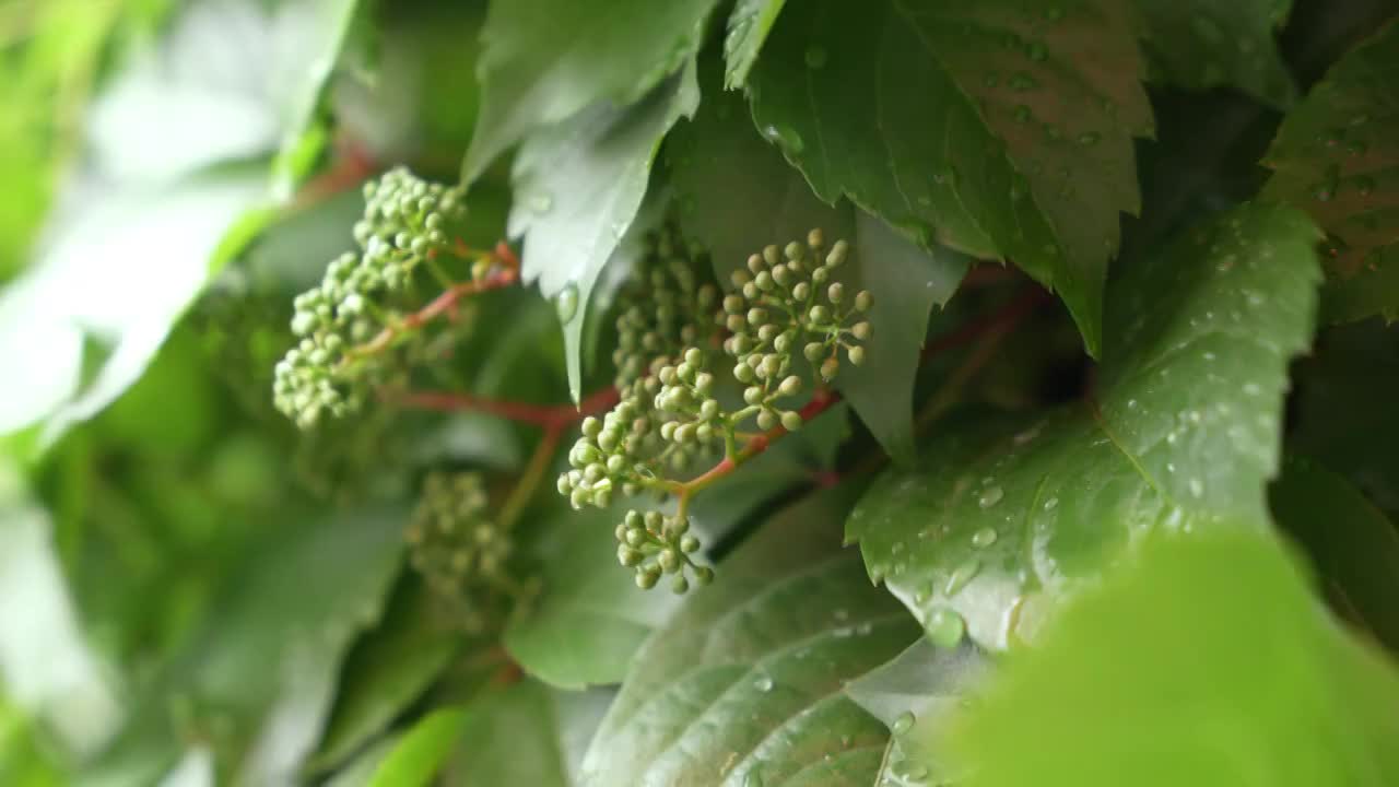 雨中爬山虎视频素材