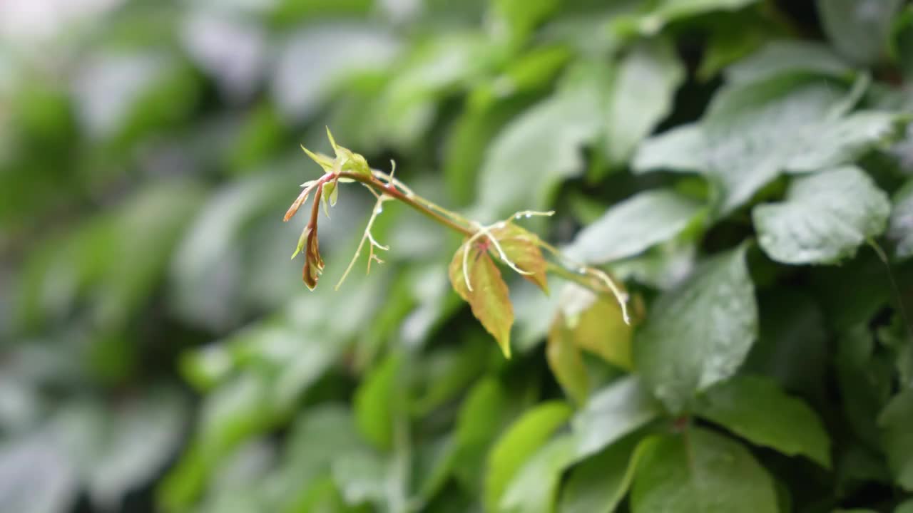 雨中爬山虎视频素材