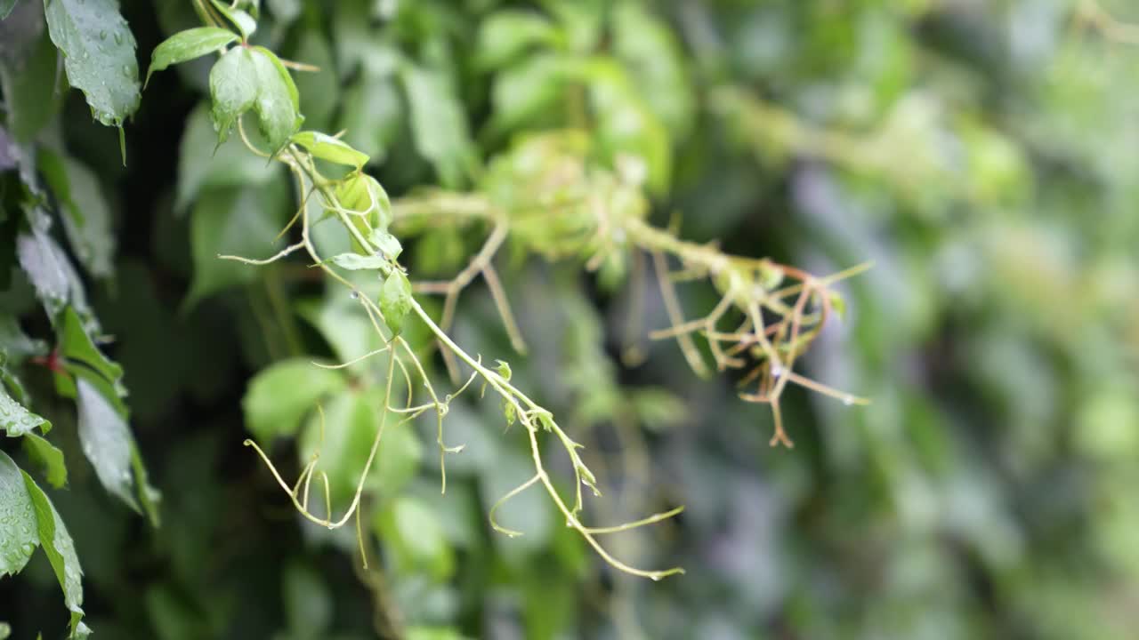 雨中爬山虎视频素材