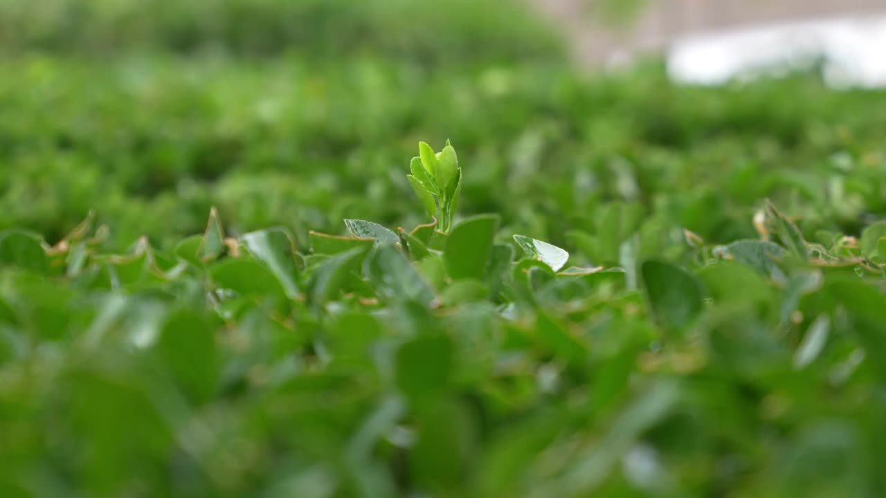 下雨天中的植物视频素材