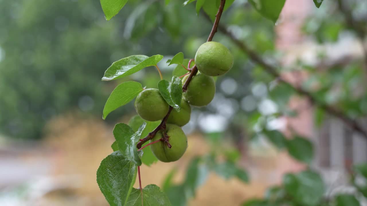 下雨天中的植物视频素材