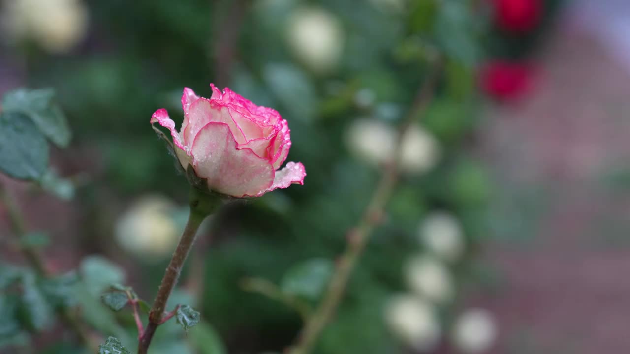 下雨天中的植物视频素材