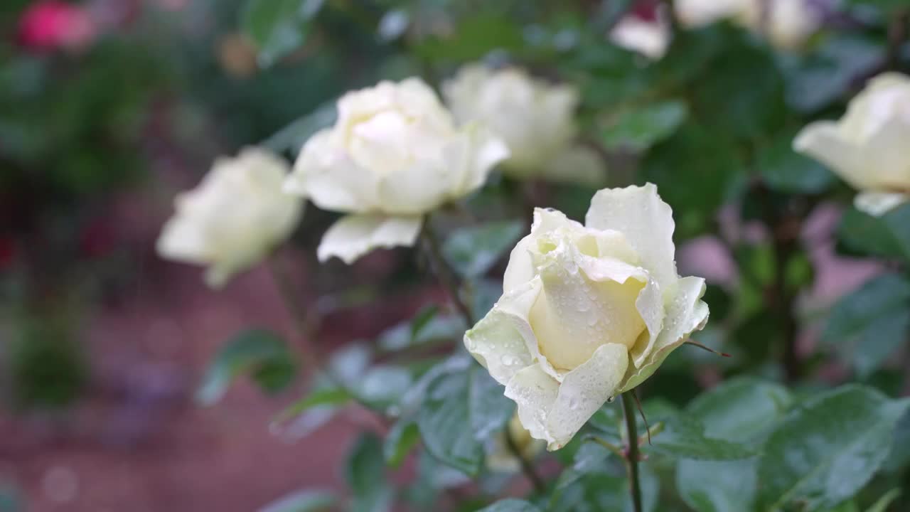 下雨天中的植物视频素材