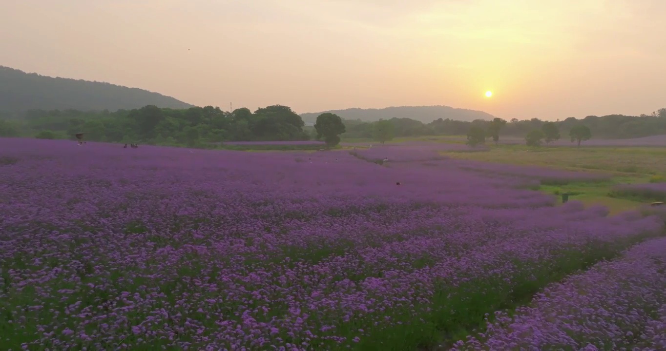 武汉光谷九峰山花海公园航拍风光视频素材