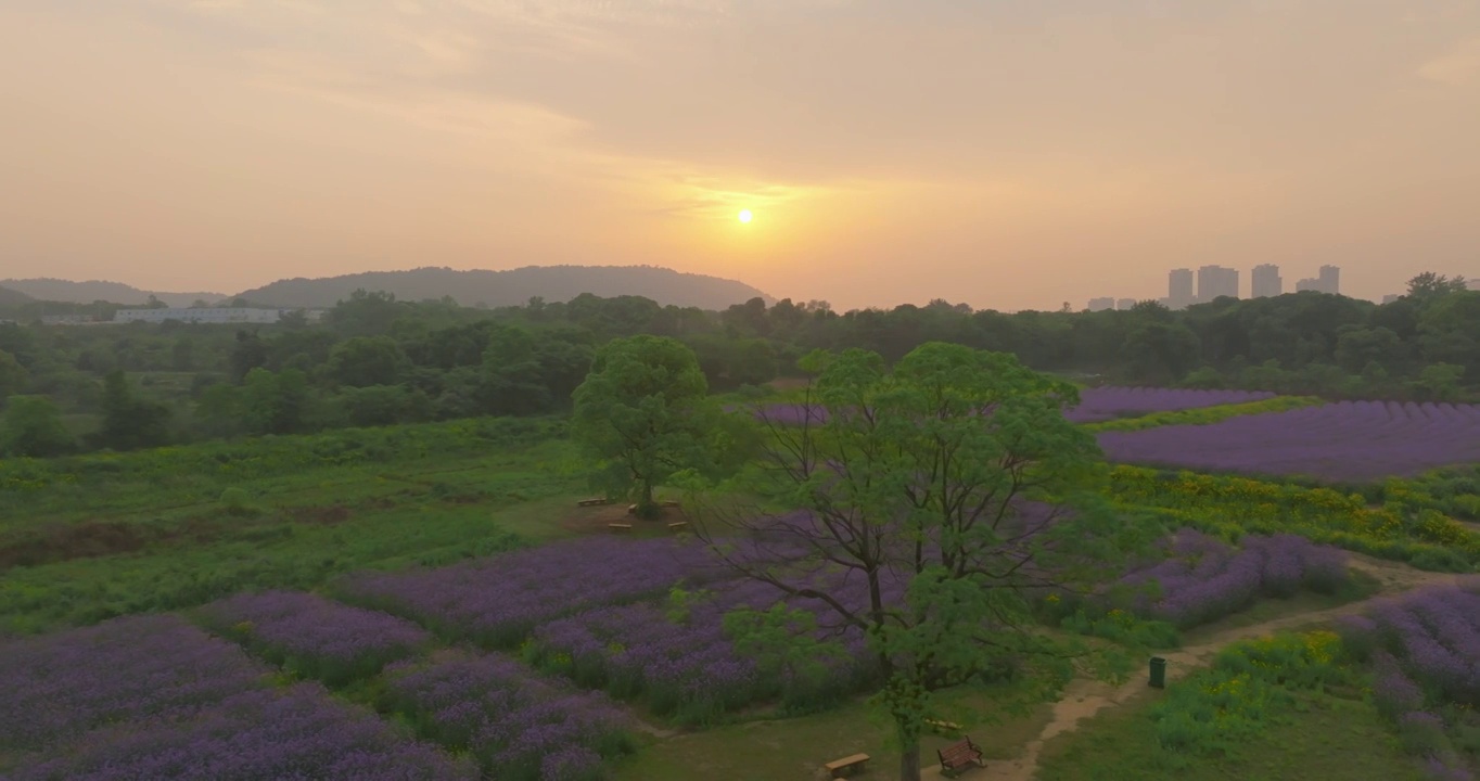 武汉光谷九峰山花海公园航拍风光视频素材