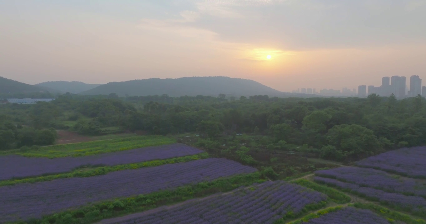 武汉光谷九峰山花海公园航拍风光视频素材