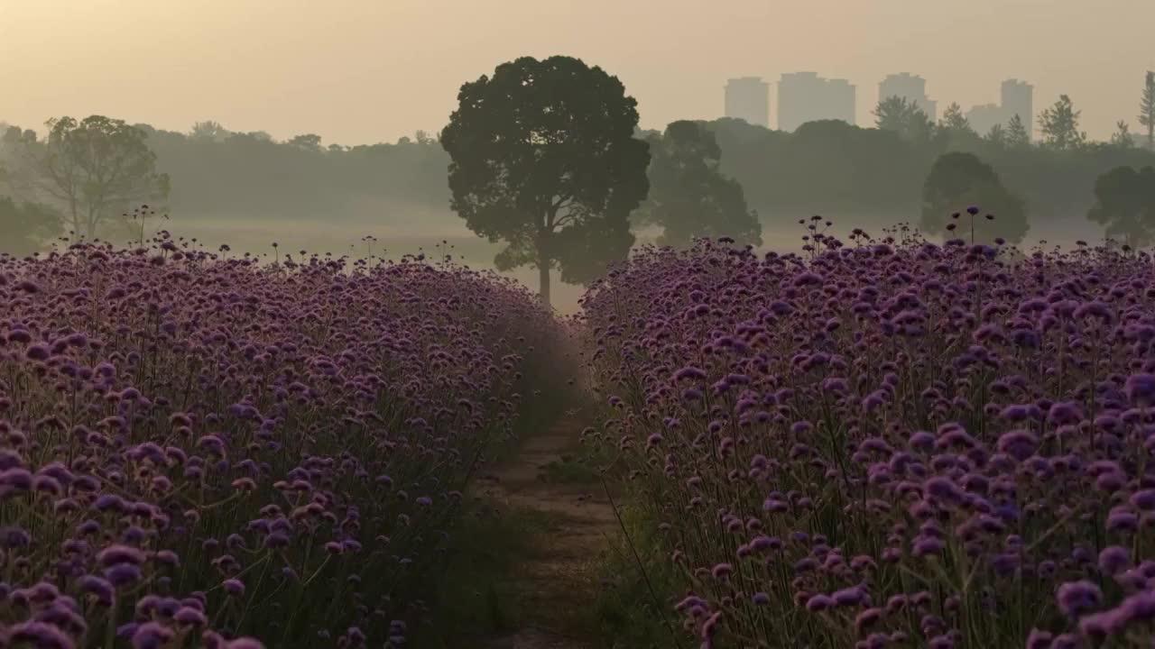 武汉光谷马鞭草花海视频素材