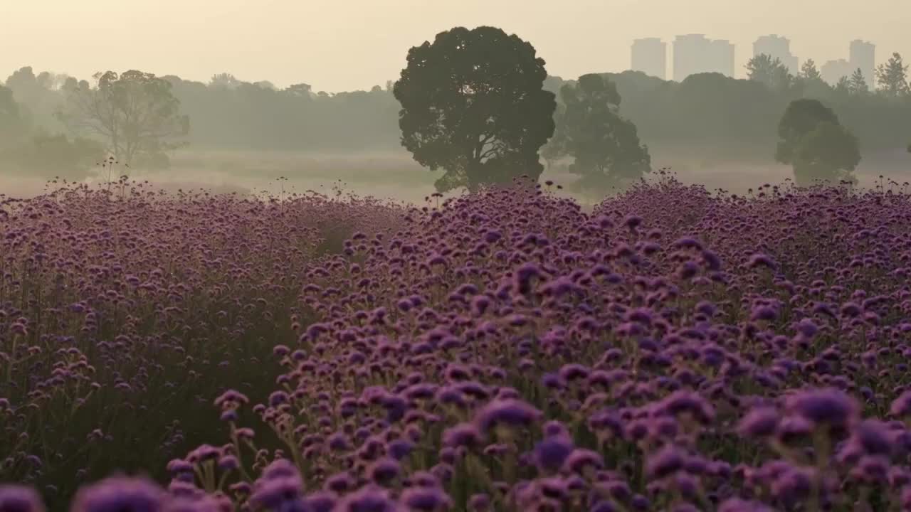 武汉光谷马鞭草花海视频素材