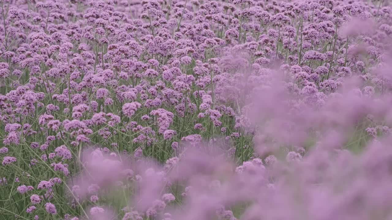 武汉光谷马鞭草花海视频素材