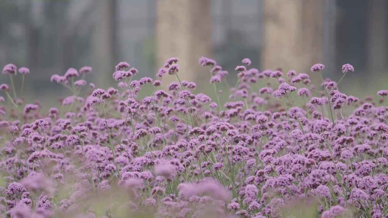 武汉东西湖泾河公园马鞭草花海视频素材