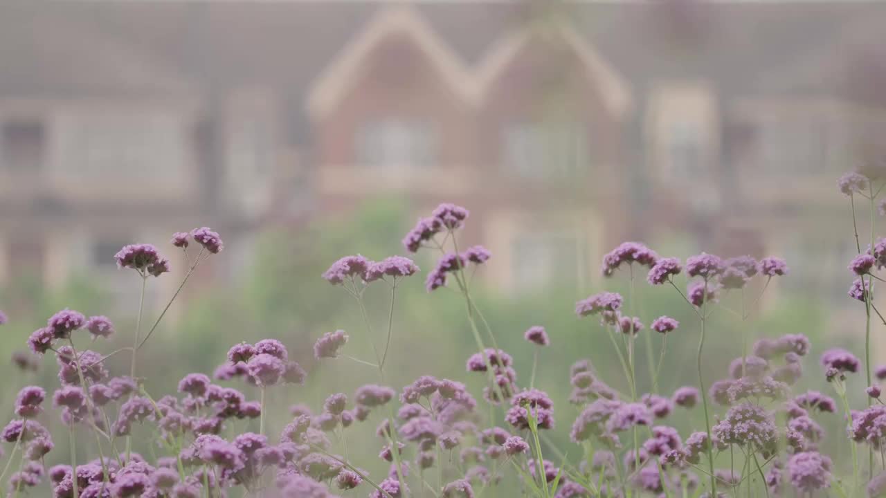 武汉东西湖泾河公园马鞭草花海视频素材