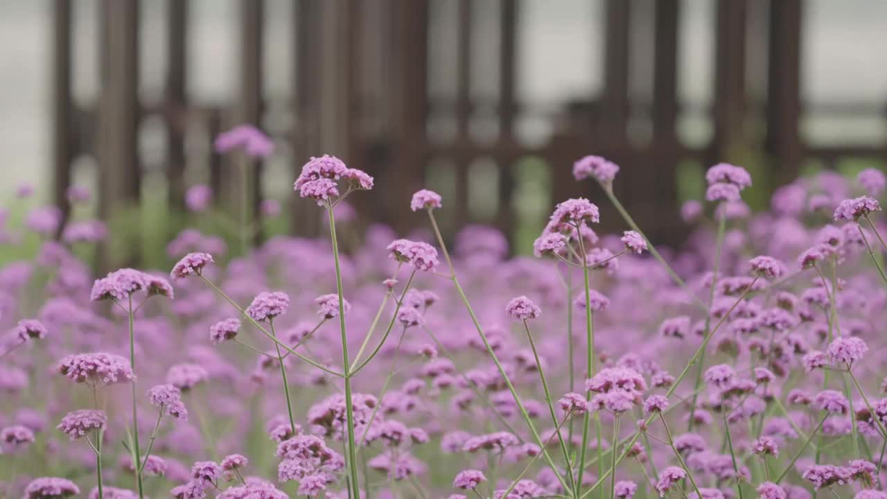 武汉东西湖泾河公园马鞭草花海视频素材