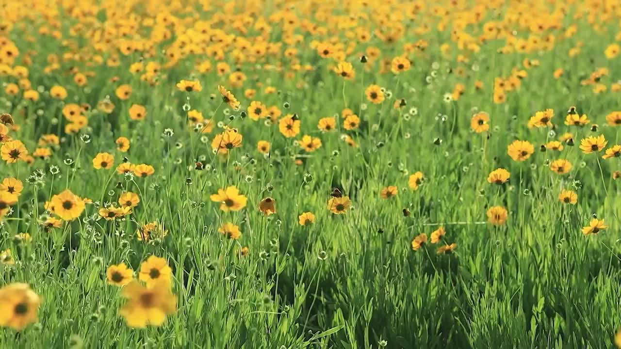 绿色和黄色组成的菊花花海视频素材