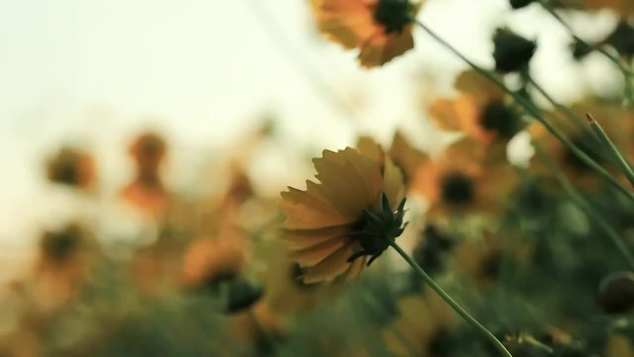 夕阳下黄色的菊花花头在大风中狂舞视频素材