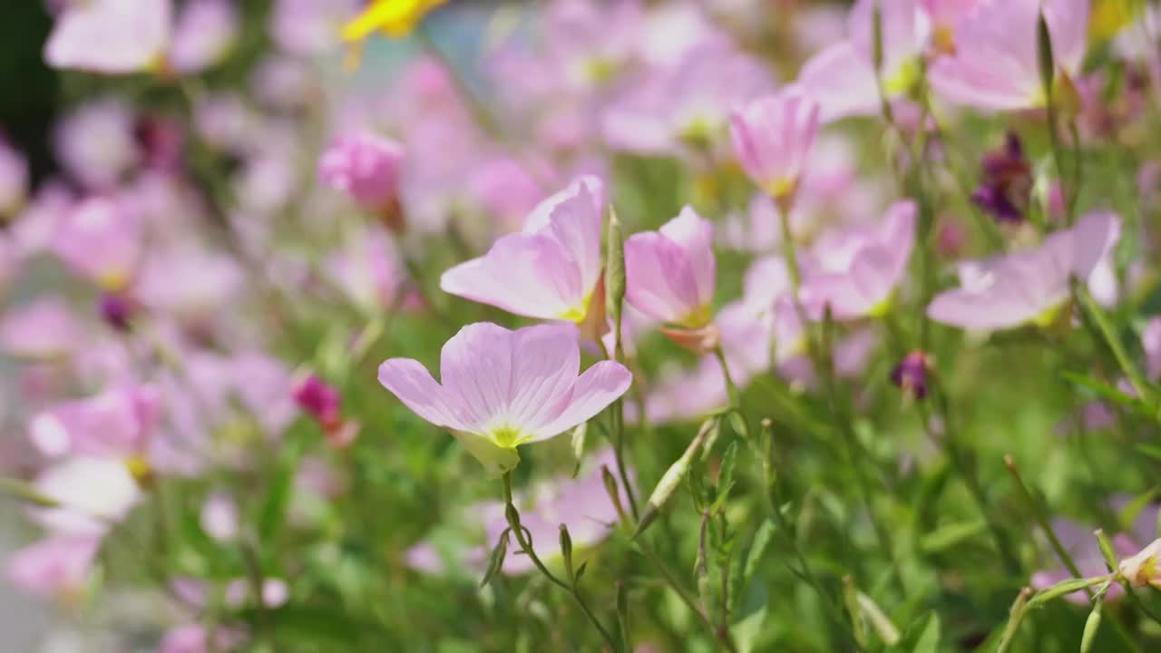 春天小花特写视频素材