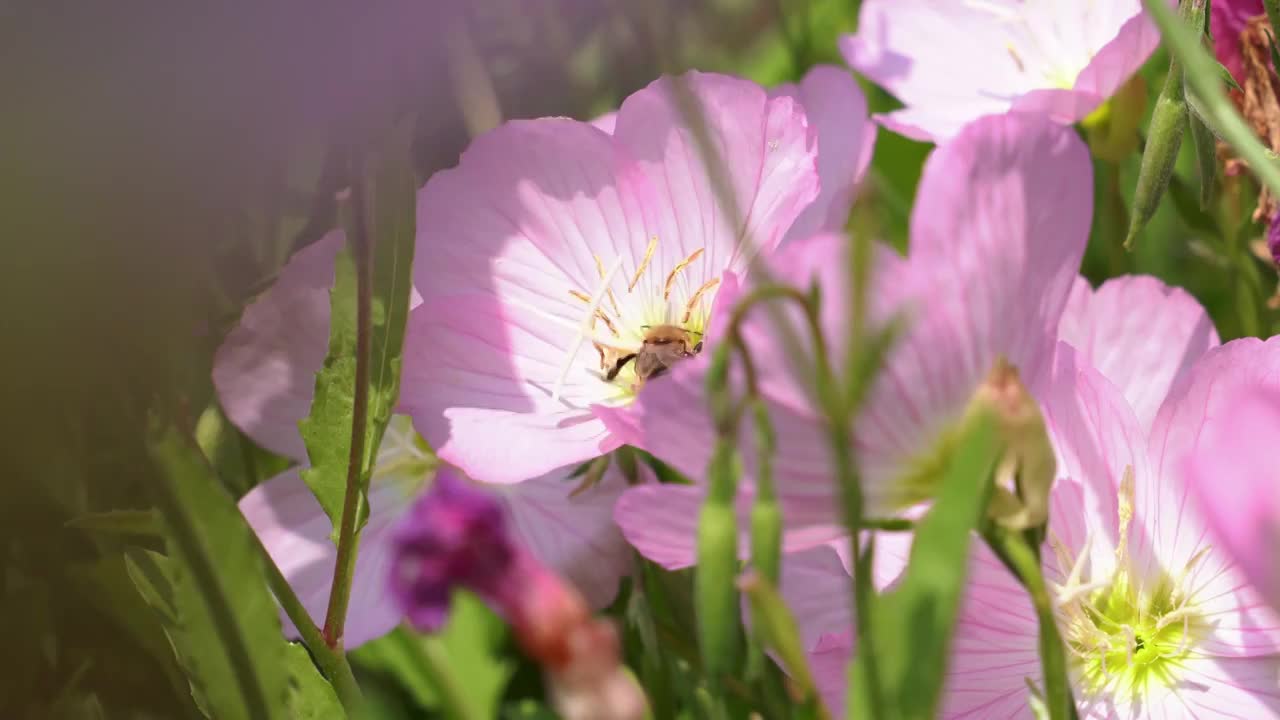 春天小花特写视频素材