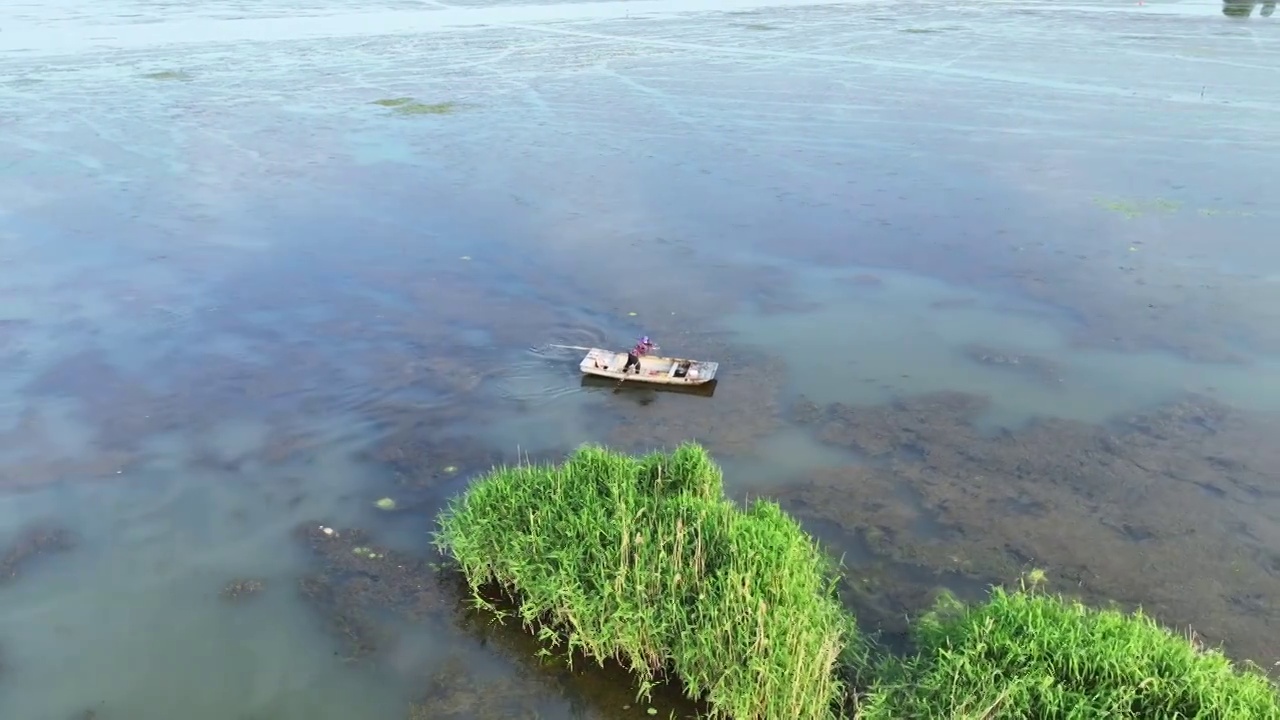 航拍山东济宁微山湖旅游区芦苇丛中航行的船视频素材