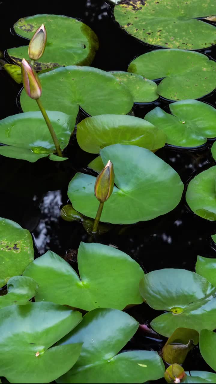 睡莲开花延时竖屏视频素材