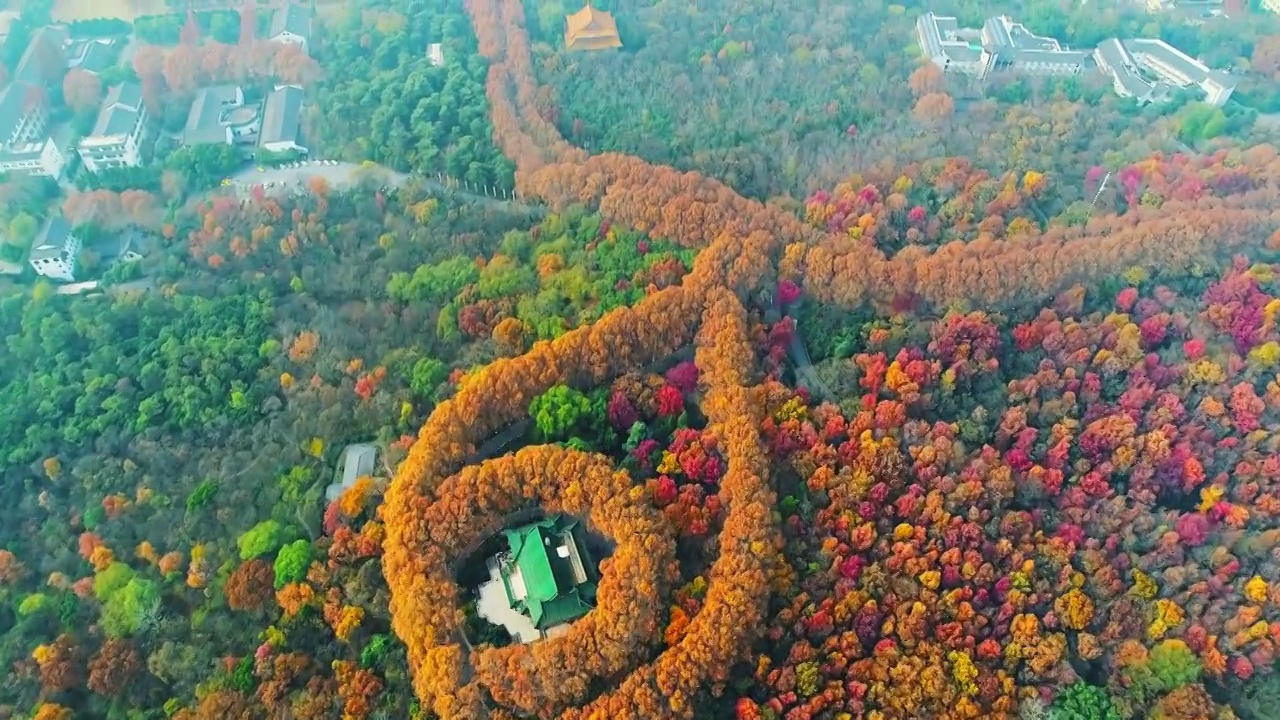 南京钟山美龄宫项链秋天视频素材