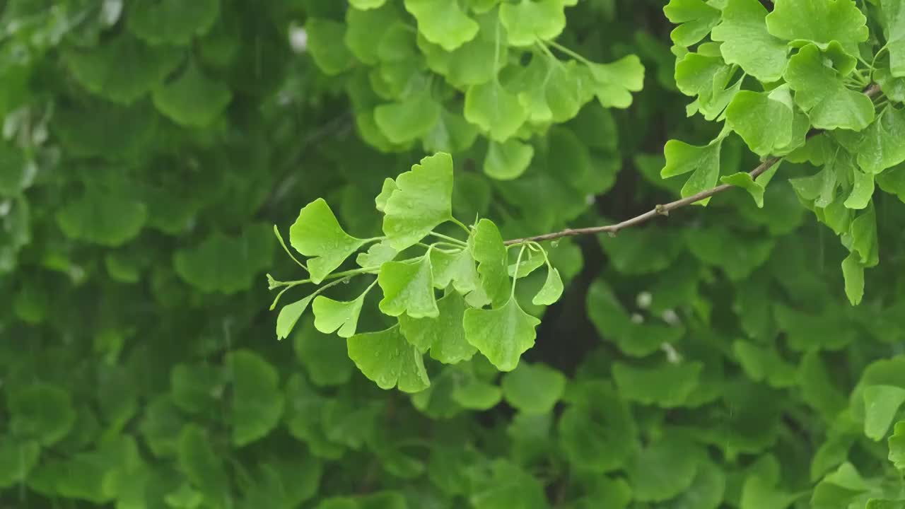 4K拍摄梅雨季节雨水拍打在植物上视频素材