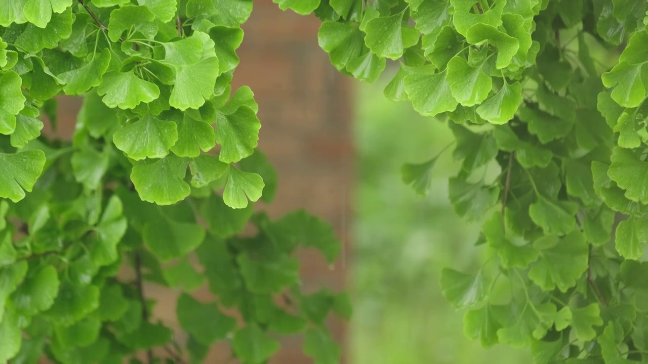 4K拍摄梅雨季节雨水拍打在植物上视频素材