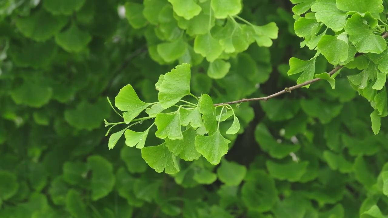 升格拍摄梅雨季节雨水淋在银杏叶上视频素材