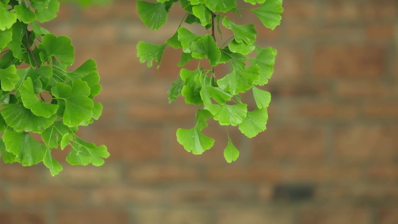 升格拍摄梅雨季节雨水淋在银杏叶上视频素材