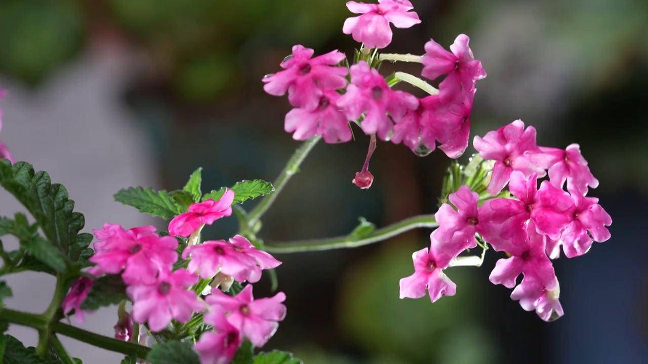 美女樱花视频下载