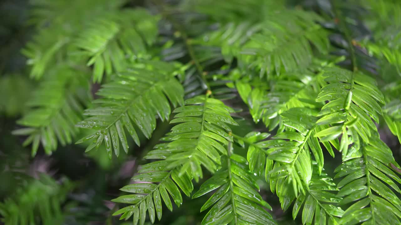 高贵植物红豆杉树叶视频素材