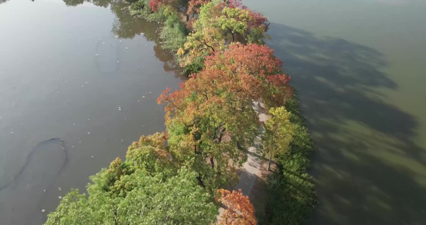 南京中山陵石像路秋色视频素材