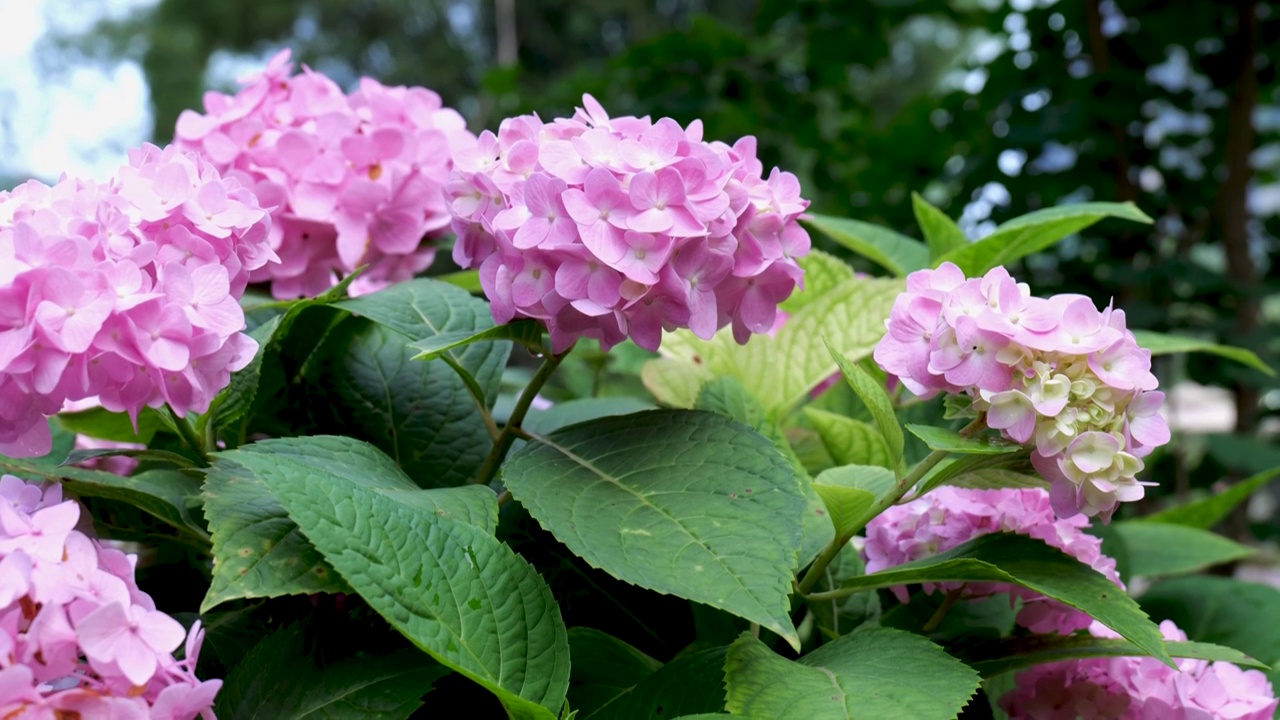 绣球花视频素材