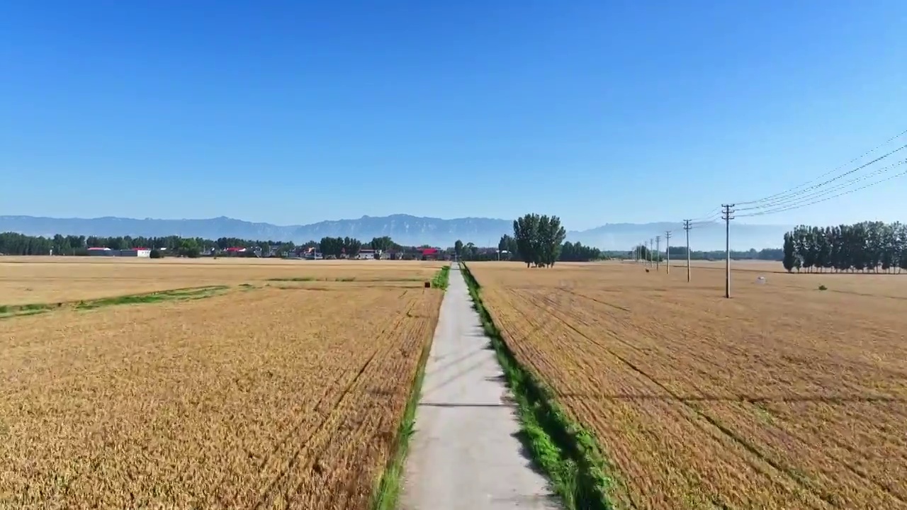 航拍蓝天下农村小路两旁金色的麦田和远处的群山视频素材