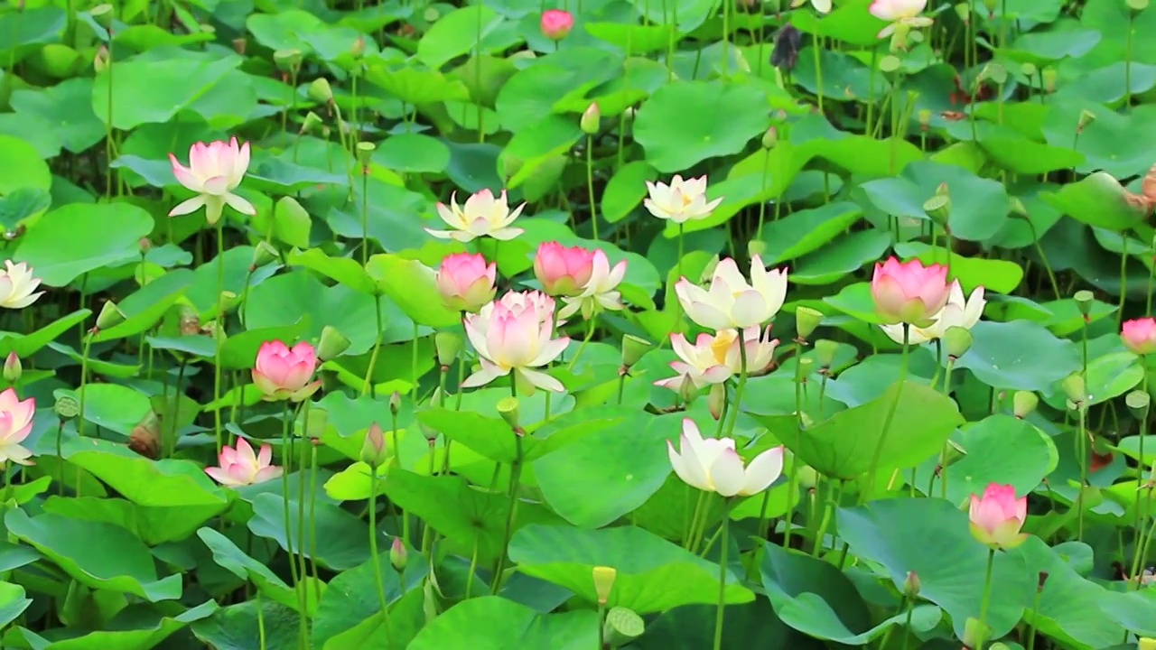 公园池塘里盛开的荷花视频素材