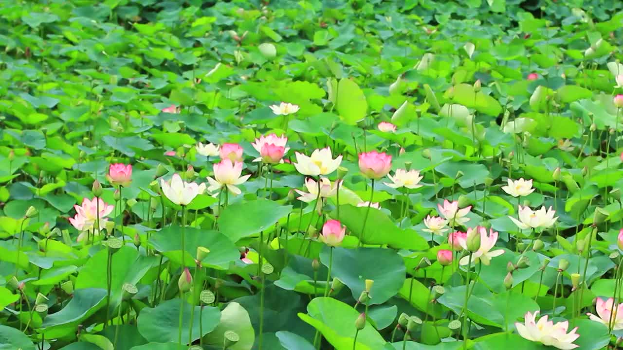 成都市文化公园盛开的荷花视频素材