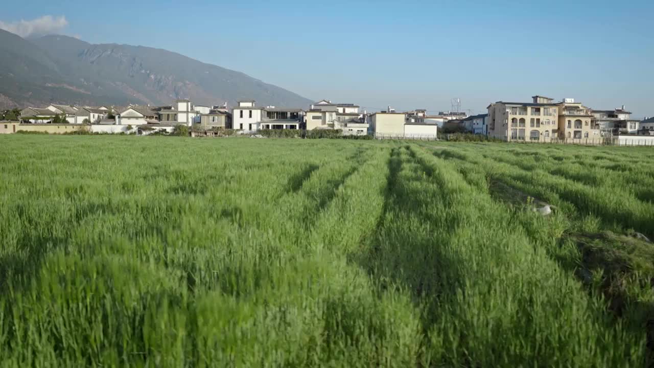 夏天的小麦田视频素材