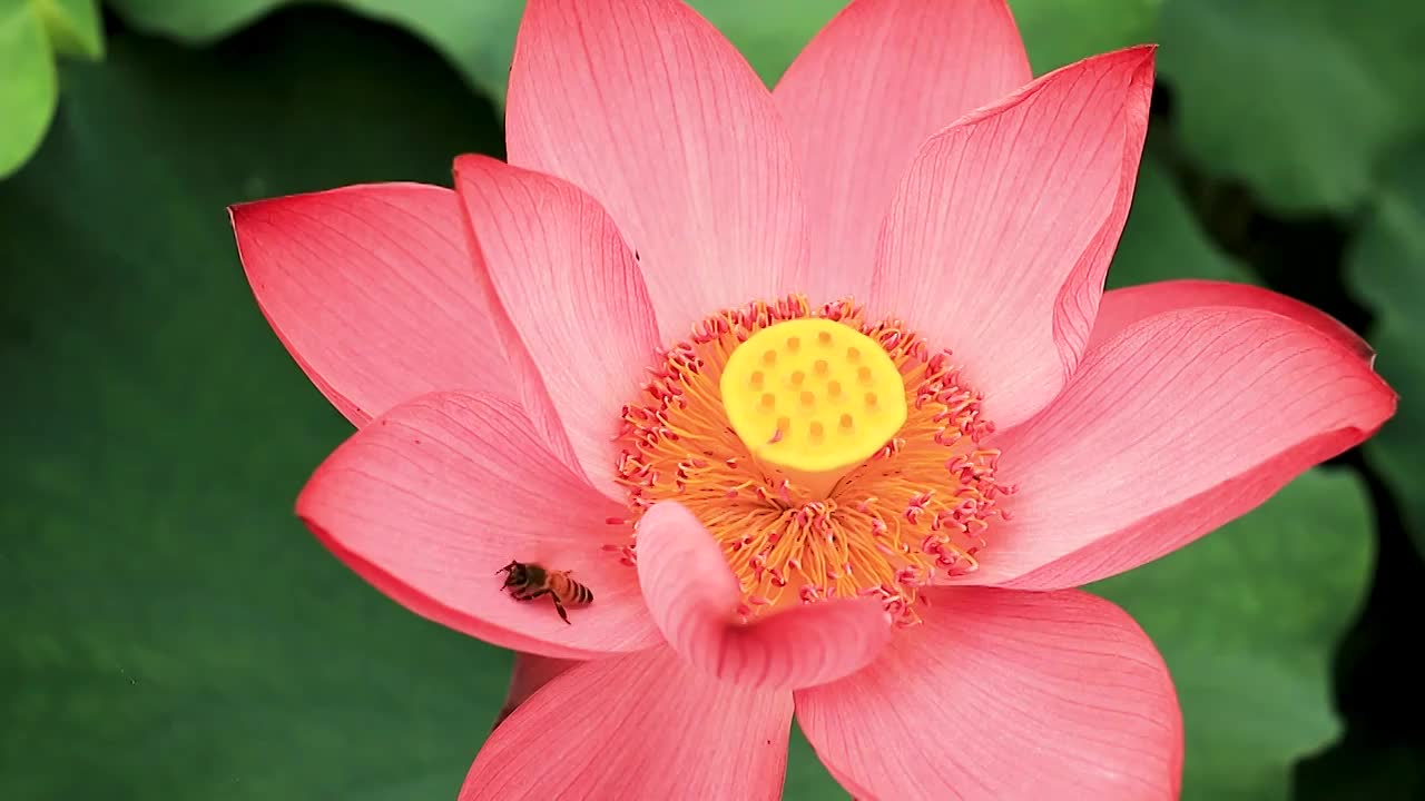 荷花的娇美吸引了蜜蜂在里面飞舞视频素材