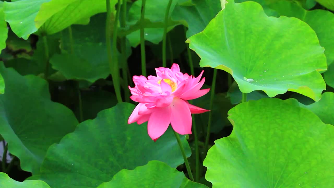 夏日公园里盛开的荷花视频素材